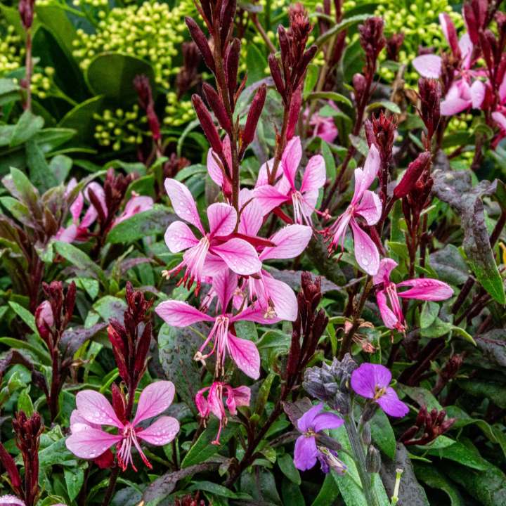 Perennials at Boma Garden Centre in Kentish Town