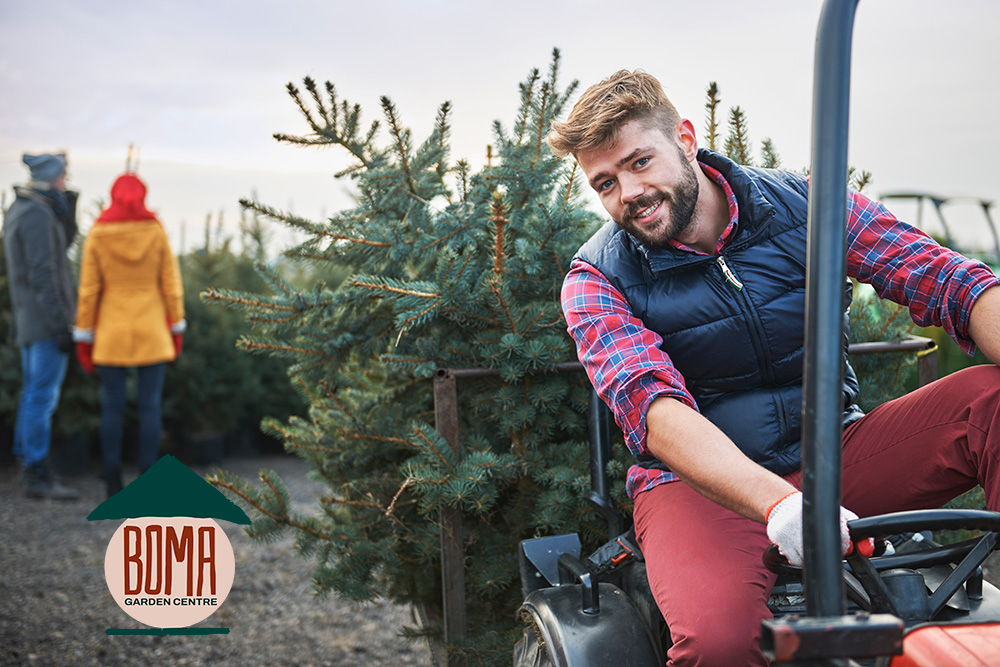 Boma Local Delivery of Real Christmas Trees