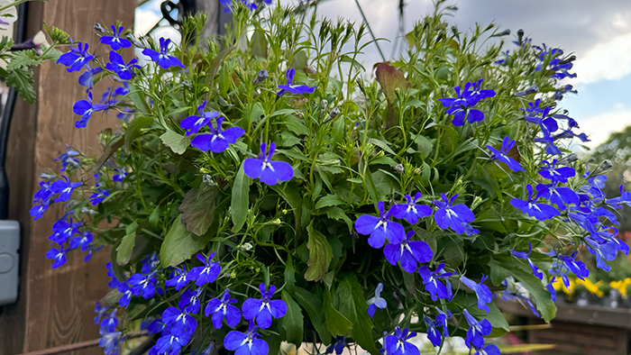 Lobelia hanging flower basket at Boma Garden Centre Kentish Town London