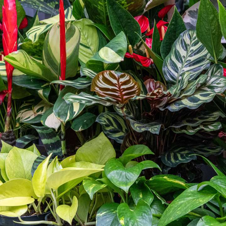 Indoor Plants - The Botanica Collection at Boma: For Indoor Houseplant Enthusiasts