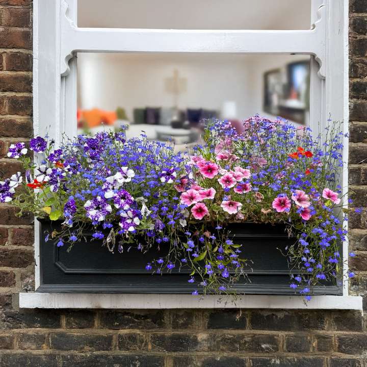 Window boxes for plants at Boma Garden Centre in Kentish Town, London