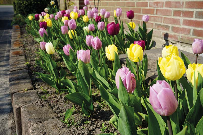 Spring bulb colour combinations at Boma Garden Centre, Kentish Town, London