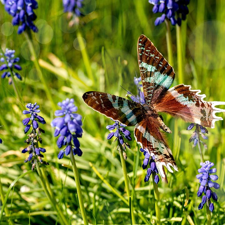 Order the best quality bulbs for bees and butterflies from from Boma garden centre.