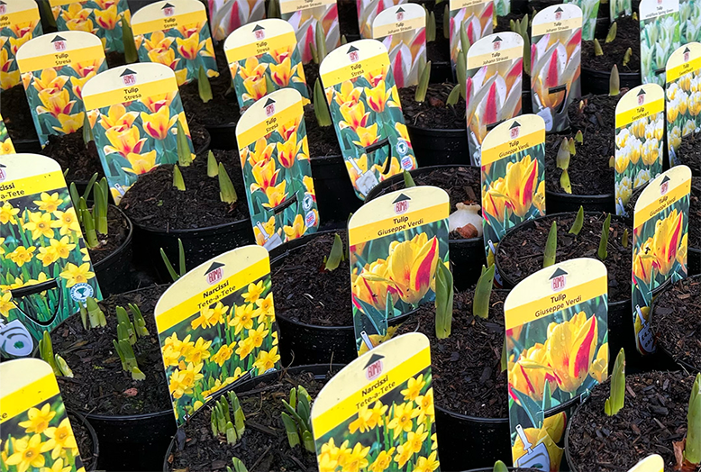 Bulbs in pots at Boma Garden Centre Kentish Town London