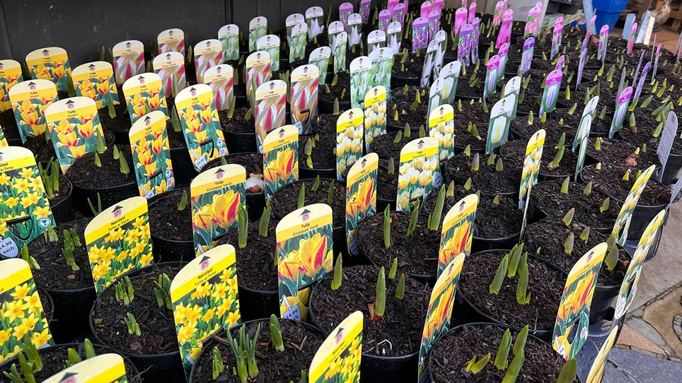 Bulbs in pots at Boma Garden Centre Kentish Town London