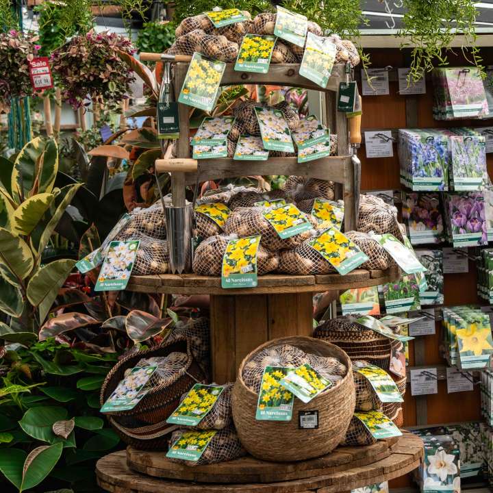 Bulbs at Boma Garden Centre, Kentish Town