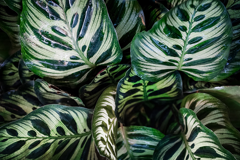 Calathea makoyana at Boma Garden Centre London