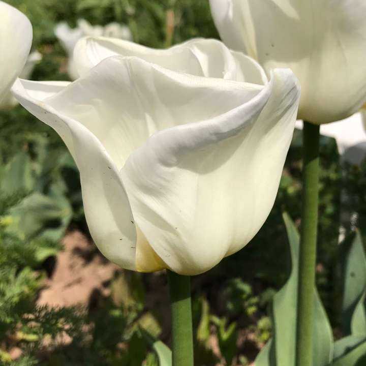 Tulip 'Calgary' bulbs at Boma Garden Centre London 