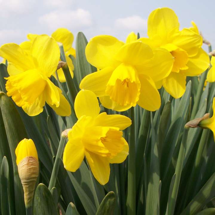 Narcissus 'Camelot' bulbs at Boma Garden Centre London