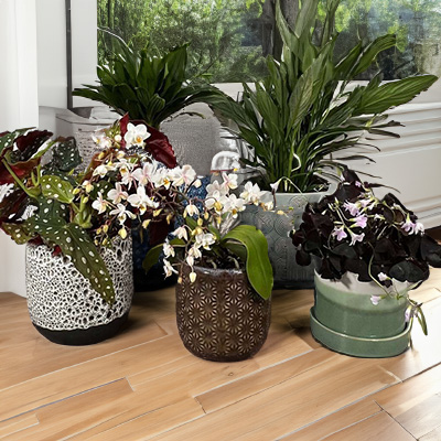 Ceramic Plant Pots at Boma Garden Centre Kentish Town London