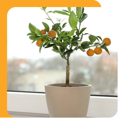 Special Offer – Summer Stars Dahlia Citrus Trees at Boma Garden Centre, Kentish Town