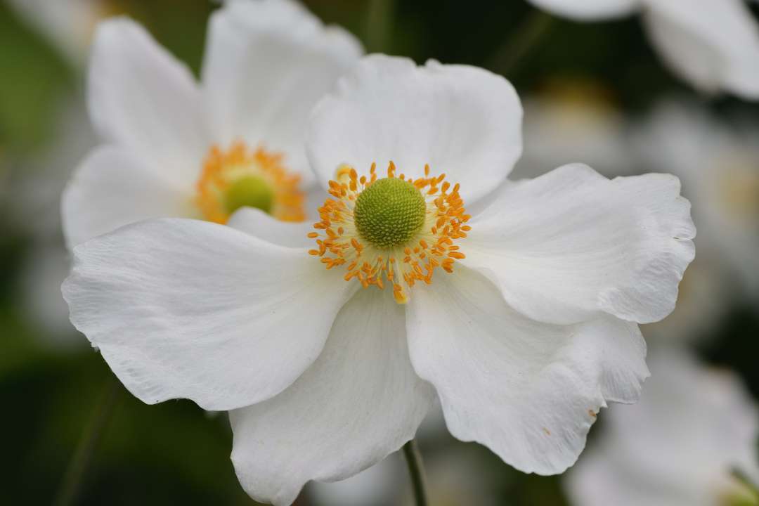 Anemone 'Dreaming Swan' Japanese Anemone at Boma Garden Centre Kentish Town London