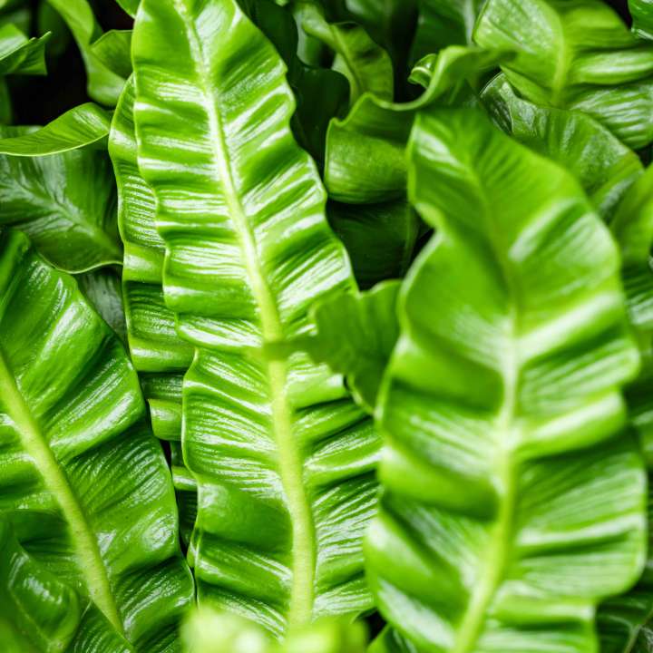 Crispy Wave Fern at Boma Garden Centre, Kentish Town