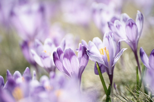 Crocus Bulbs at Boma Garden Centre