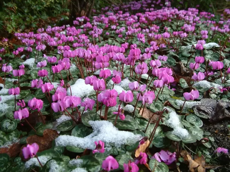 The best winter bulbs at Boma Garden Centre Kentish Town London