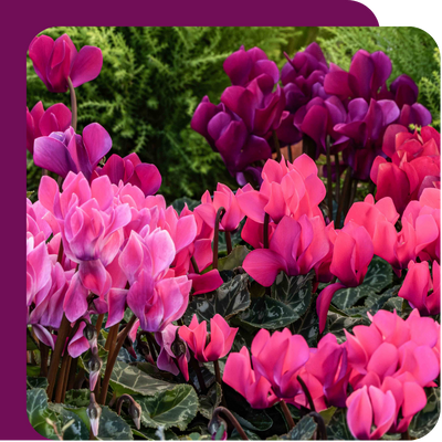 Cyclamen Offer