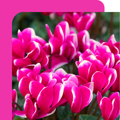 Cyclamen Offer