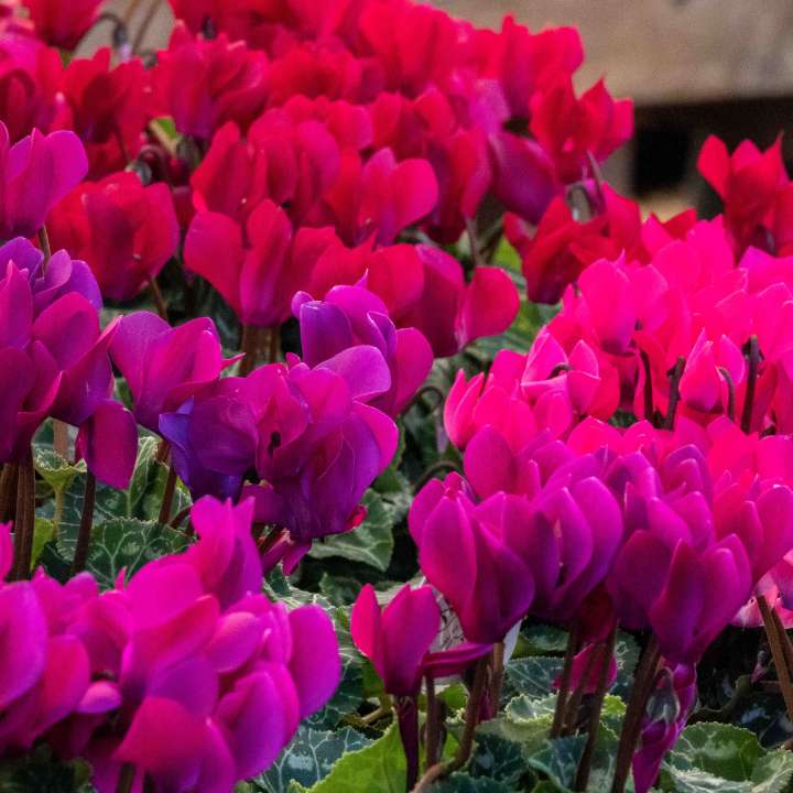Cyclamen at at Boma Garden Centre, Kentish Town