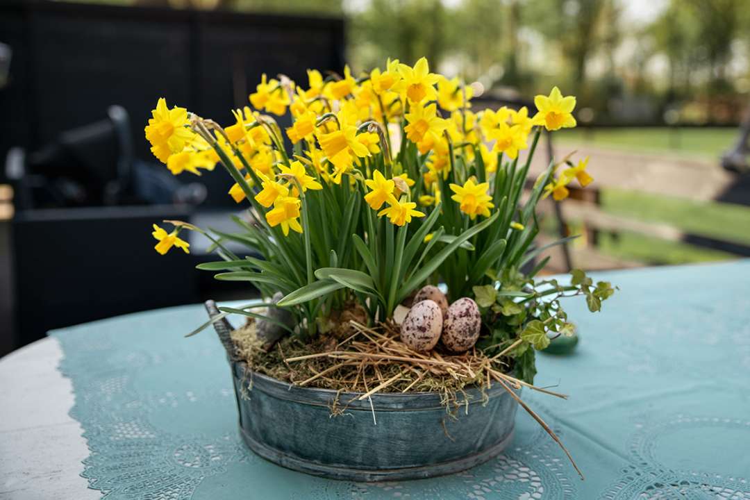 Daffodil bulbs available at Boma Garden Centre