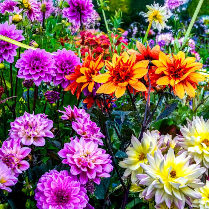 Dahlia Summer Stars Offer at Boma Garden Centre, Kentish Town
