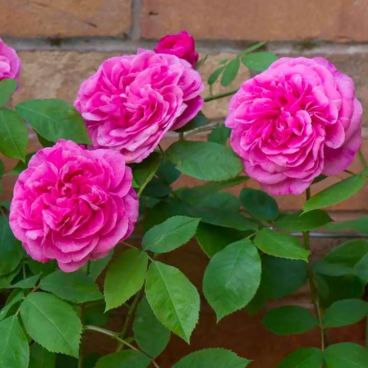 David Austin Roses at Boma Garden Centre, Kentish Town, London, UK