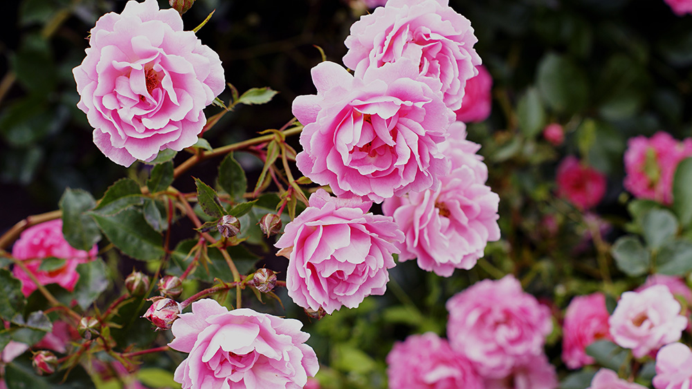 David Austin Roses UK at Boma Garden Centre Kentish Town London