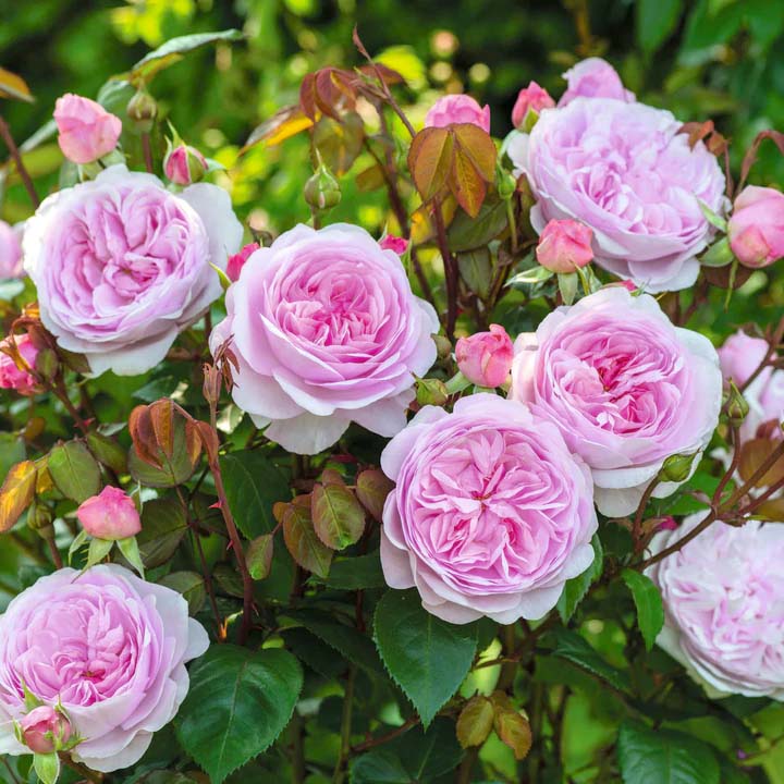 David Austin Roses UK | Buy Rose Plants Online UK - The Boma Garden Centre