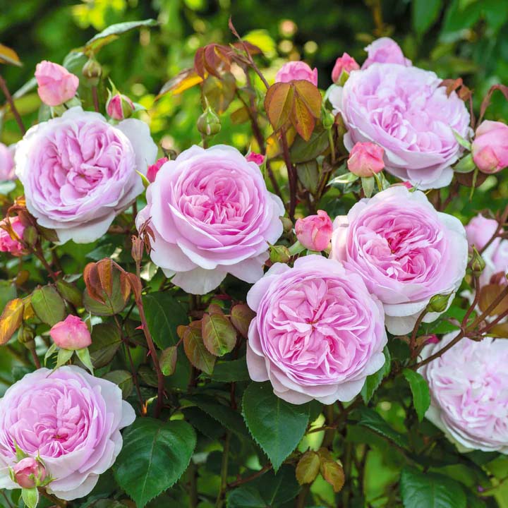 Roses at Boma Garden Centre Kentish Town London