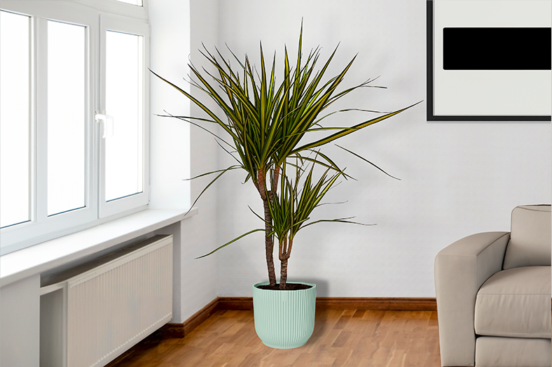 Dracaena Marginata Sunray - The Striped Stunner