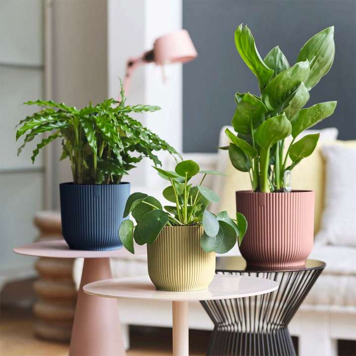 Plant Pots at The Boma