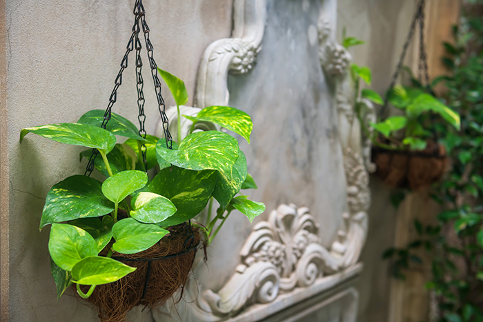 Epipremnum aureum golden pothos araceae available at Boma Garden Centre Kentish Town London