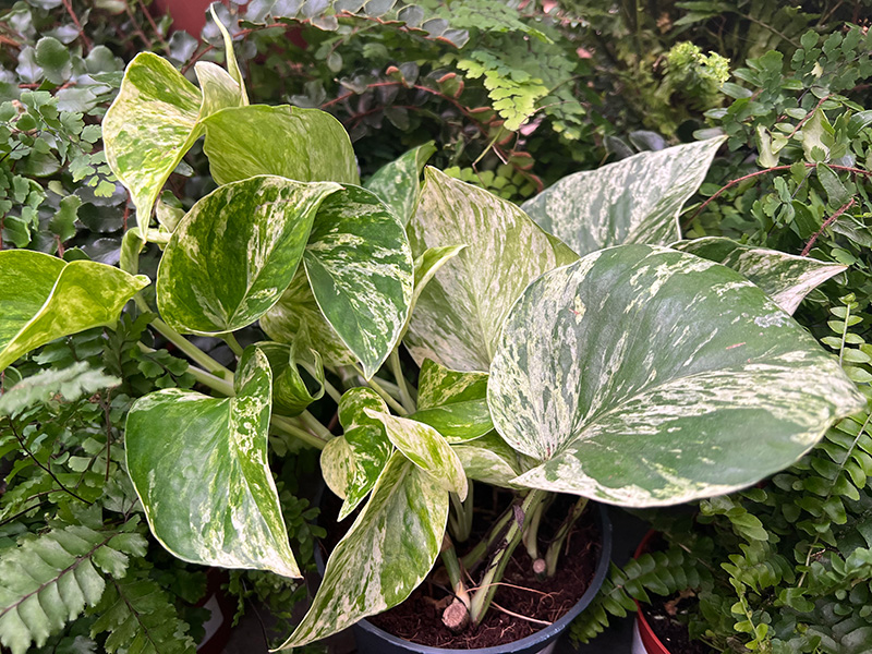 Epipremnum aureum’ Marble Queen.’ at Boma Garden Centre London