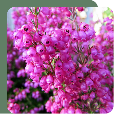 Special Offer – Summer Stars Dahlia Erica at Boma Garden Centre, Kentish Town