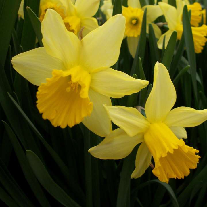 Narcissus 'February Gold' bulbs at Boma Garden Centre London