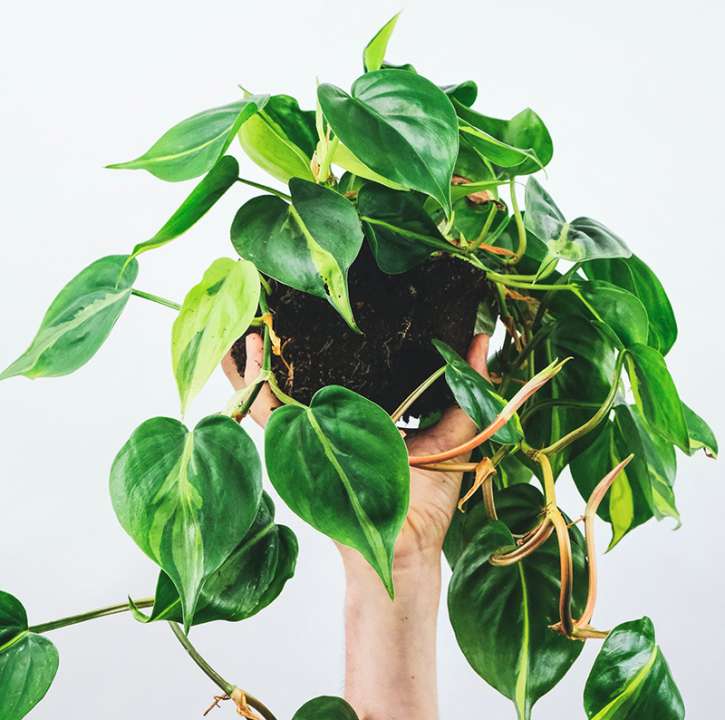 Philodendron scandens ‘Brasil’ photo by feey-shaa-rxg2yc-unsplash available Boma Garden Centre London