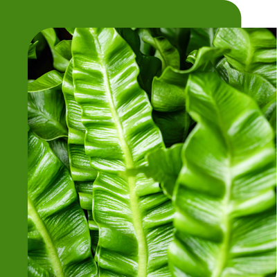 Fern Offer