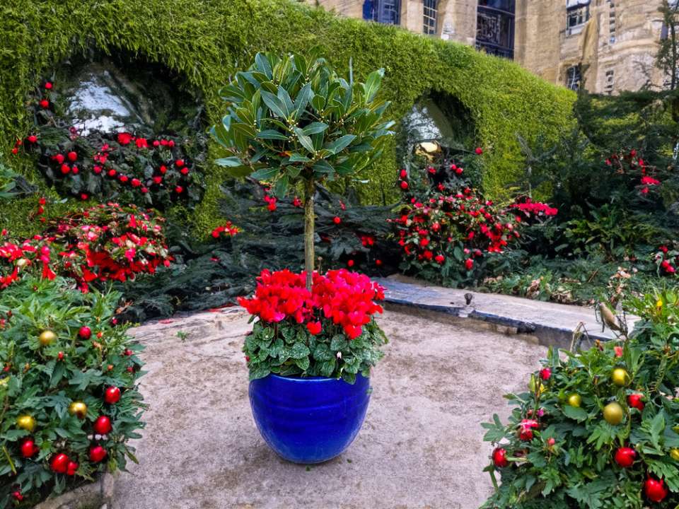 Festive winter planters at Boma Garden Centre