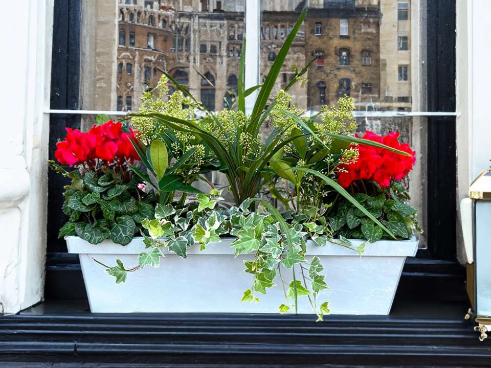 Festive Winter Planters at Boma Garden Center