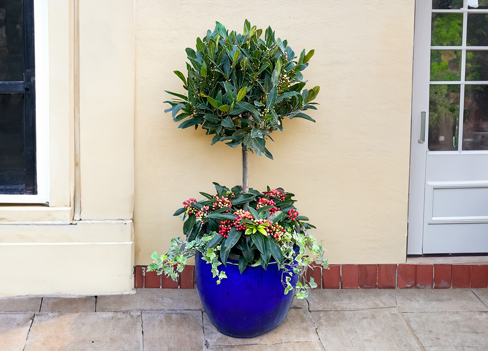 Winter planters at Boma Garden Centre