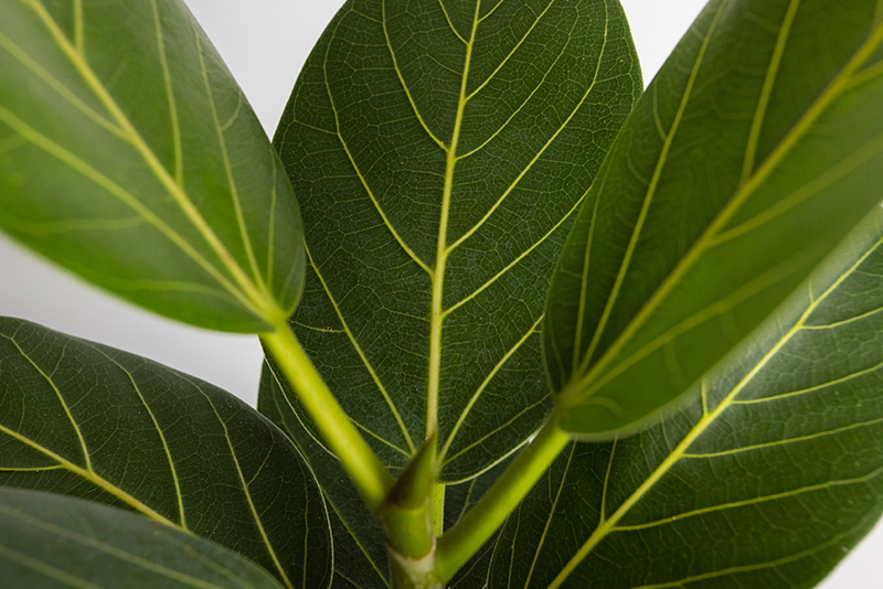 Ficus benghalensis at Boma Garden Centre Kentish Town London