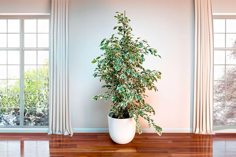 Ficus Benjamina 'Starlight' at Boma Garden Centre