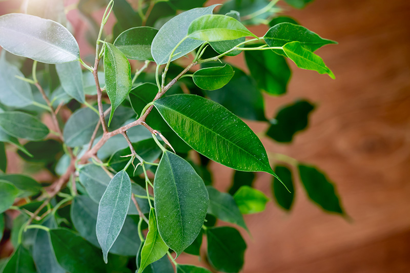 Ficus Benjamina at Boma Garden Centre Kentish Town London