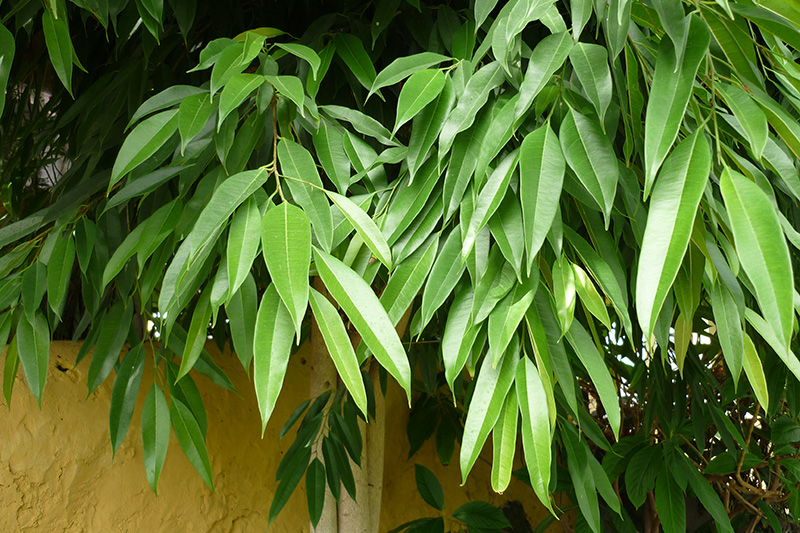 Ficus binnendijkii Amstal King at Boma Garden Centre Kentish Town London