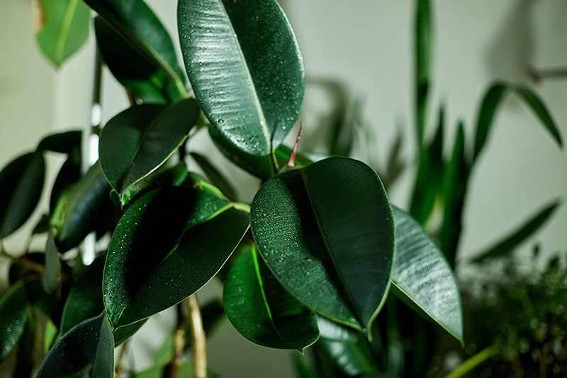 Ficus Elastica at Boma Garden Centre Kentish Town London