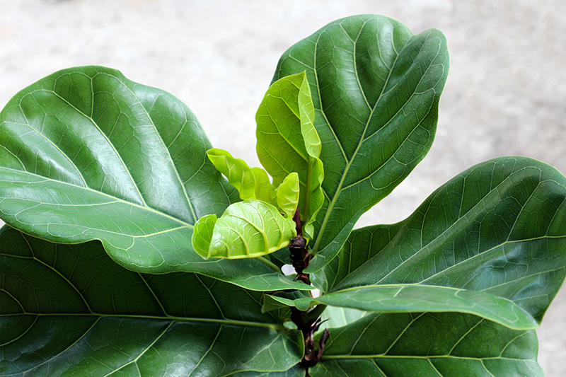 Ficus Lyrate at Boma Garden Centre Kentish Town London