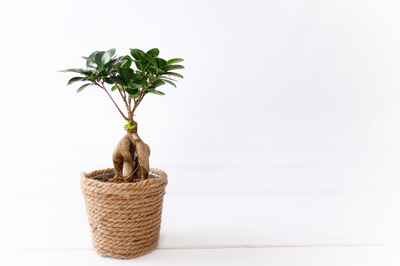 Ficus Microcarpa Bonzai Ginseng at Boma Garden Centre Kentish Town London