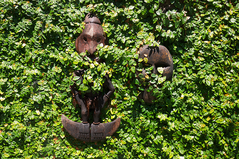 Ficus pumila Creeping Fig at Boma Garden Centre Kentish Town London