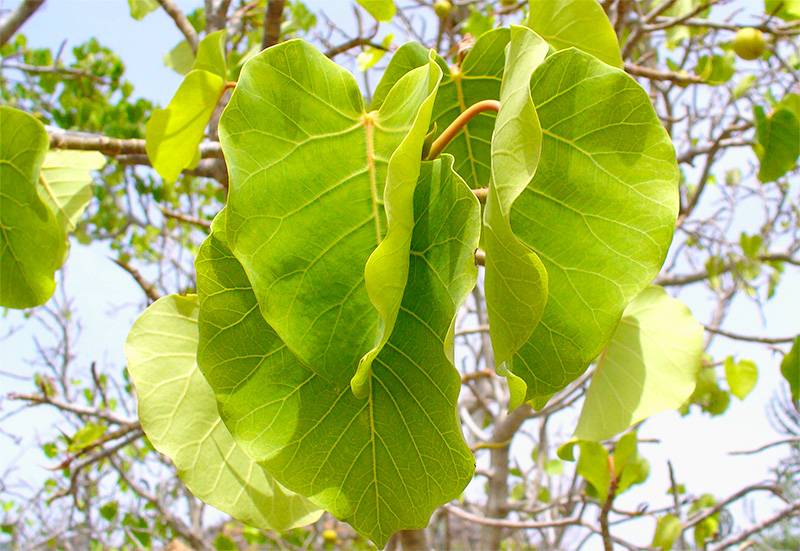 Ficus Umbellata at Boma Garden Centre Kentish Town London