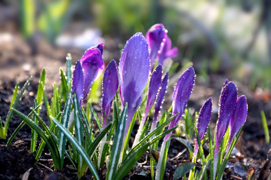 Crocus Spring Bulbs