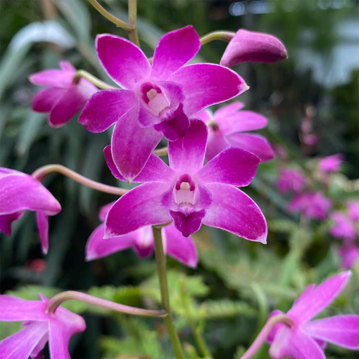 Orchids at Boma Garden Centre Kentish Town London
